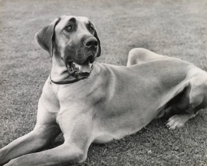 Framed Print : Great Dane dog lying on grass Date: 1950s Framed Print : Great Dane dog lying on grass Date: 1950s