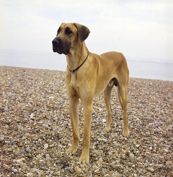 Great Dane on a pebbly beach