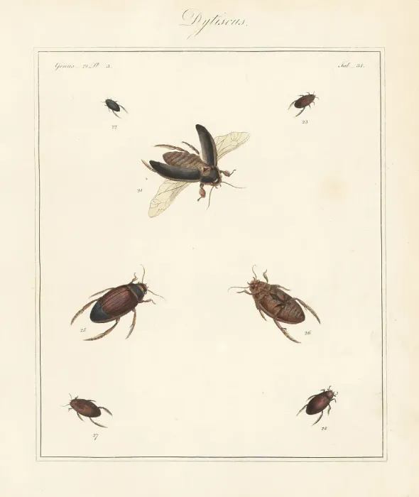Framed Print : Great diving beetle, lesser silver water beetle, etc Framed Print : Great diving beetle, lesser silver water beetle, etc