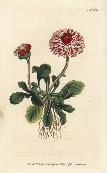 Framed Print : Great double daisy, Bellis perennis var. major flore pleno Framed Print : Great double daisy, Bellis perennis var. major flore pleno