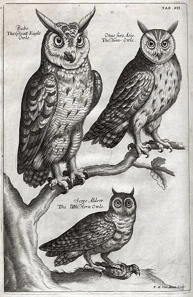 Great Eagle owl, Horn owl and Little Horn owl