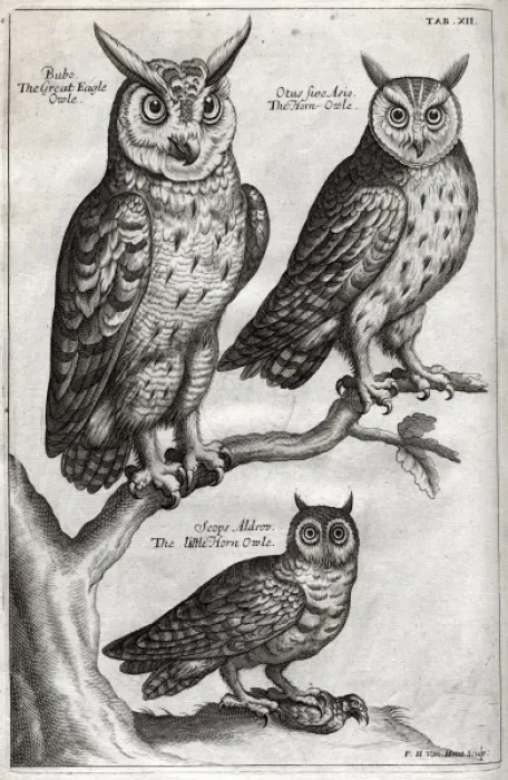 Framed Print : Great Eagle owl, Horn owl and Little Horn owl Framed Print : Great Eagle owl, Horn owl and Little Horn owl