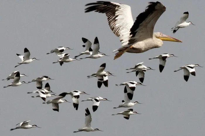 Framed Print : Great / Eastern White / Rosy Pelican - in flight with a flock of Avocets Framed Print : Great / Eastern White / Rosy Pelican - in flight with a flock of Avocets