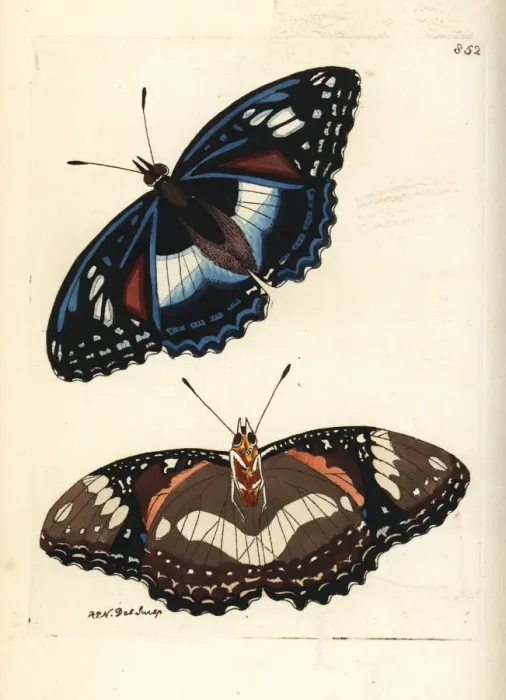 Framed Print : Great eggfly butterfly, Hypolimnas bolina nerina Framed Print : Great eggfly butterfly, Hypolimnas bolina nerina