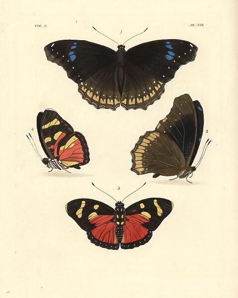 Great eggfly and perseis mimic forester butterflies
