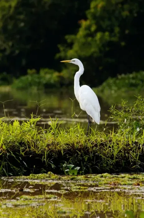 Framed Print : Great Egret feeds on fish in an oxbow lake in Kinabatangan Framed Print : Great Egret feeds on fish in an oxbow lake in Kinabatangan