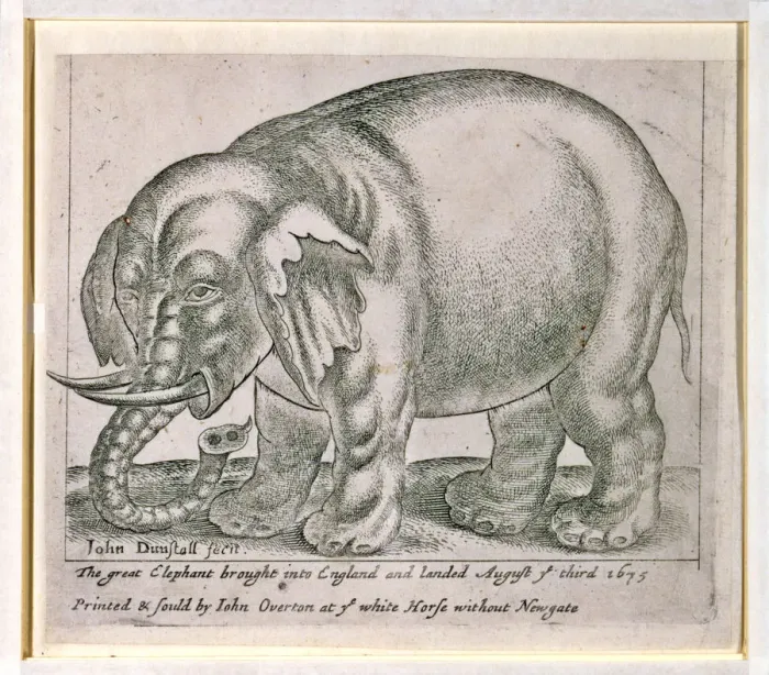 Framed Print : The great elephant brought into england and landed August ye Framed Print : The great elephant brought into england and landed August ye