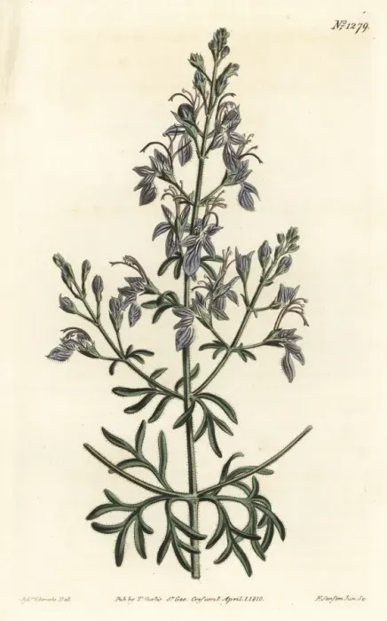 Framed Print : Great-flowered germander, Teucrium orientale Framed Print : Great-flowered germander, Teucrium orientale