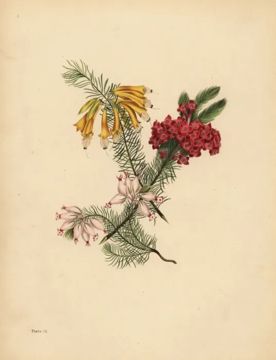 Framed Print : Great flowered Heath, Bright red Heath, Porcelain Framed Print : Great flowered Heath, Bright red Heath, Porcelain