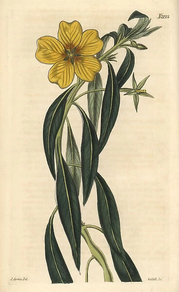 Great-flowered jussieua, Jussieua grandiflora