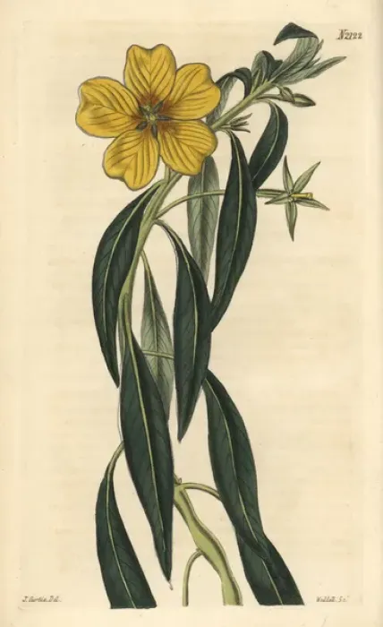 Framed Print : Great-flowered jussieua, Jussieua grandiflora Framed Print : Great-flowered jussieua, Jussieua grandiflora