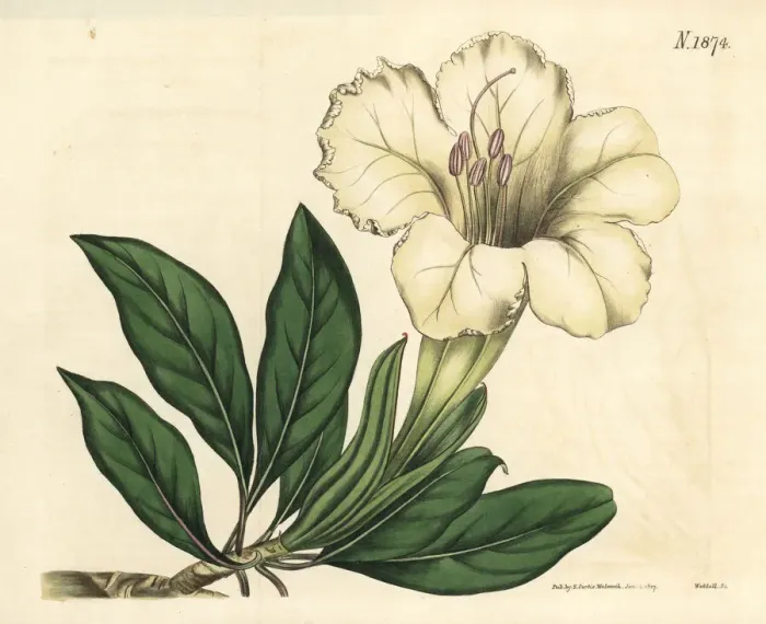 Framed Print : Great-flowered solandra, Solandra grandiflora Framed Print : Great-flowered solandra, Solandra grandiflora