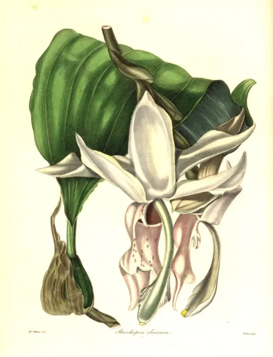 Framed Print : Great flowered stanhopea orchid, Stanhopea grandiflora Framed Print : Great flowered stanhopea orchid, Stanhopea grandiflora