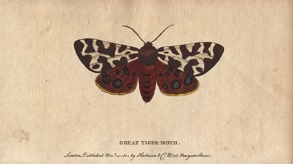 Great or garden tiger moth, Arctia caja