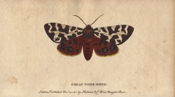 Framed Print : Great or garden tiger moth, Arctia caja Framed Print : Great or garden tiger moth, Arctia caja