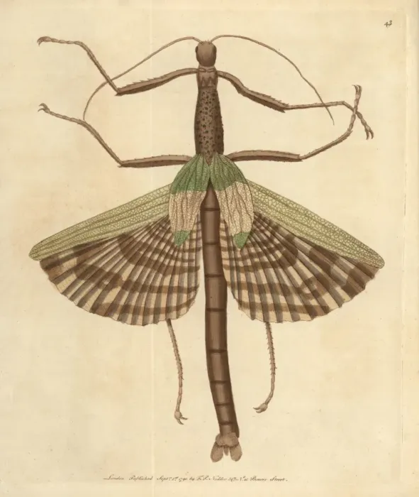 Framed Print : Great or gigantica mantis, Mantis gigas, from Amboyna Framed Print : Great or gigantica mantis, Mantis gigas, from Amboyna
