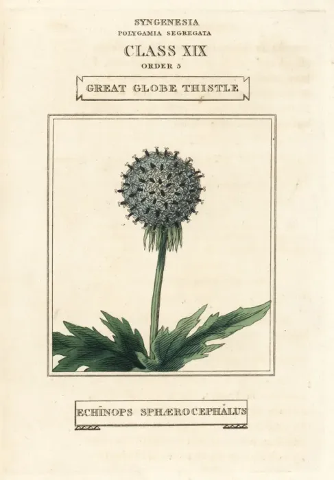 Framed Print : Great globe thistle, Echinops sphaerocephalus Framed Print : Great globe thistle, Echinops sphaerocephalus