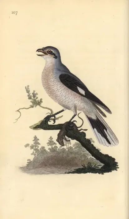 Framed Print : Great grey shrike (female), Lanius excubitor Framed Print : Great grey shrike (female), Lanius excubitor