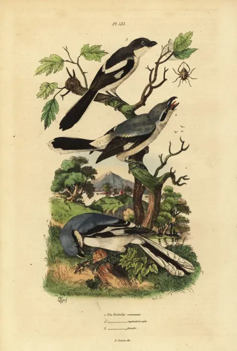 Framed Print : Great grey shrike, grey-backed fiscal and fiscal shrike Framed Print : Great grey shrike, grey-backed fiscal and fiscal shrike