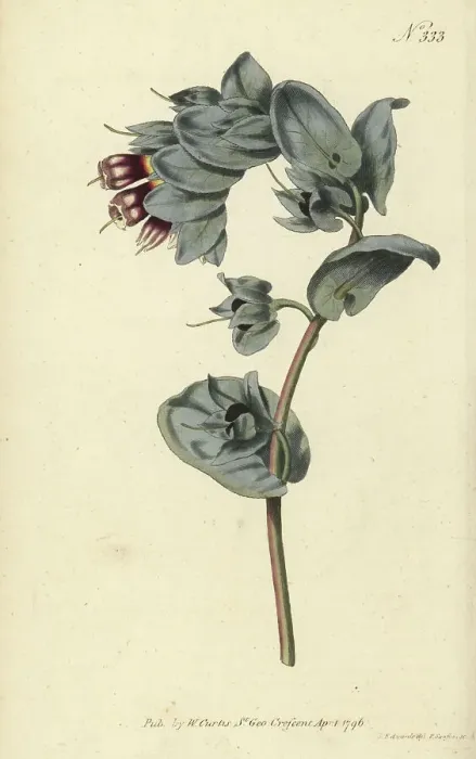 Framed Print : Great honeywort, Cerinthe major Framed Print : Great honeywort, Cerinthe major
