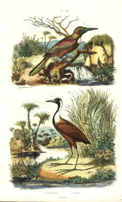 Framed Print : Great jacamar, Jacamerops aureus, and northern Framed Print : Great jacamar, Jacamerops aureus, and northern