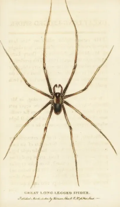 Framed Print : Great long-legged spider Framed Print : Great long-legged spider