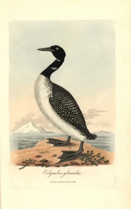 Framed Print : Great northern diver or loon, Gavia immer