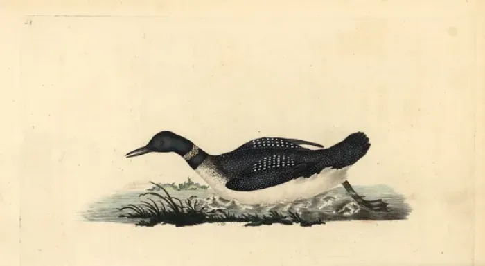 Framed Print : Great northern loon or diver, Gavia immer
