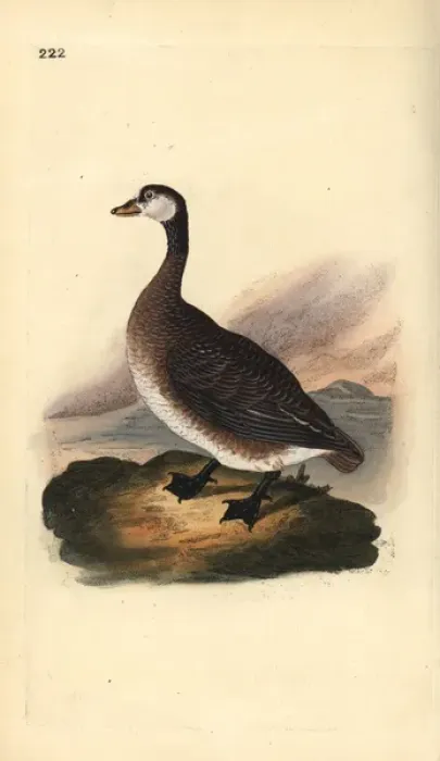 Framed Print : Great northern loon or diver, Gavia immer Framed Print : Great northern loon or diver, Gavia immer