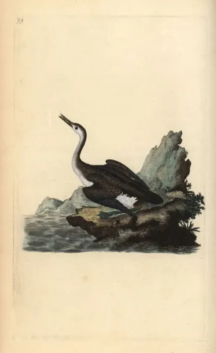 Framed Print : Great northern loon or diver, Gavia immer Framed Print : Great northern loon or diver, Gavia immer