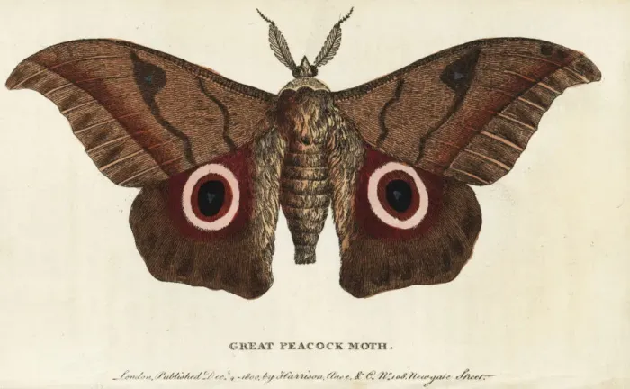 Framed Print : Great peacock moth, Saturnia pyri Framed Print : Great peacock moth, Saturnia pyri