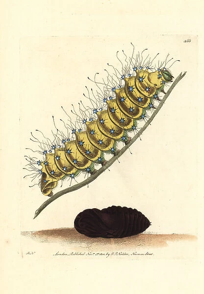 Great peacock moth, Saturnia pyri