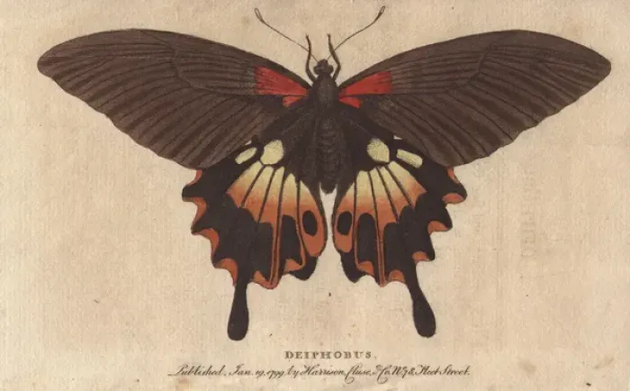Framed Print : Great peacock moth, Saturnia pyri, a native of Africa Framed Print : Great peacock moth, Saturnia pyri, a native of Africa