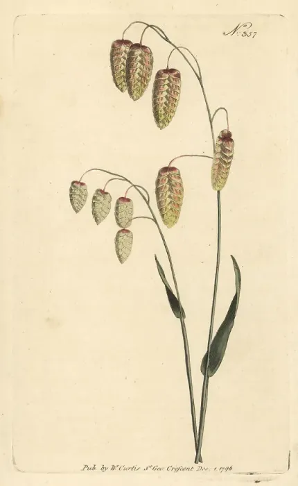 Framed Print : Great quaking grass, Briza maxima Framed Print : Great quaking grass, Briza maxima