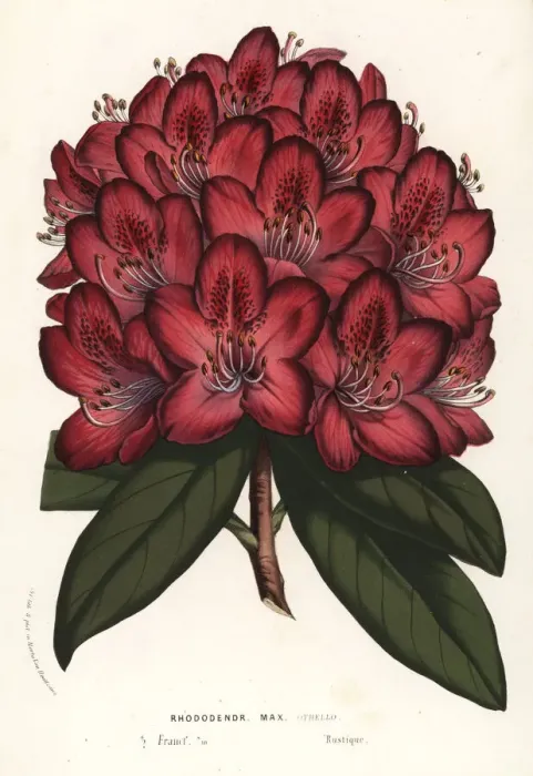 Framed Print : Great rhododendron hybrid, Othello, Rhododendron maximum Framed Print : Great rhododendron hybrid, Othello, Rhododendron maximum