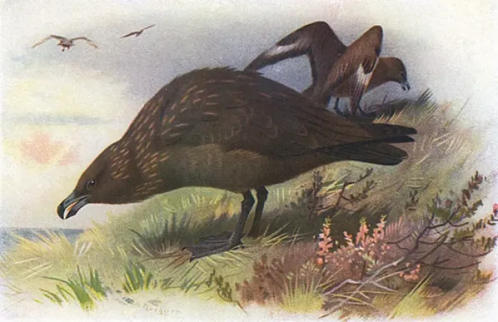 Framed Print : Great Skua (Stercorarius skua) Framed Print : Great Skua (Stercorarius skua)