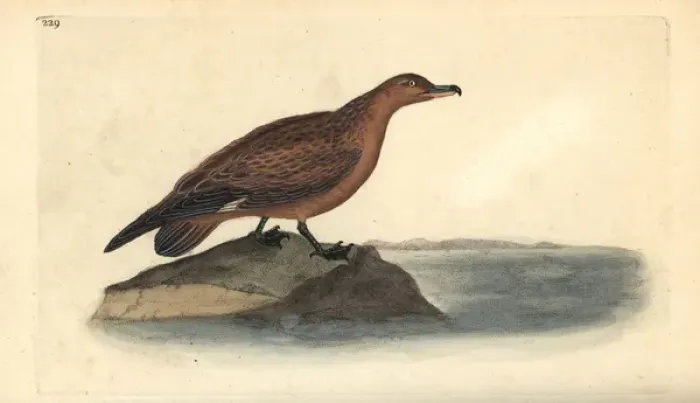 Framed Print : Great skua, Stercorarius skua Framed Print : Great skua, Stercorarius skua