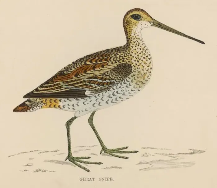 Framed Print : Great Snipe Framed Print : Great Snipe