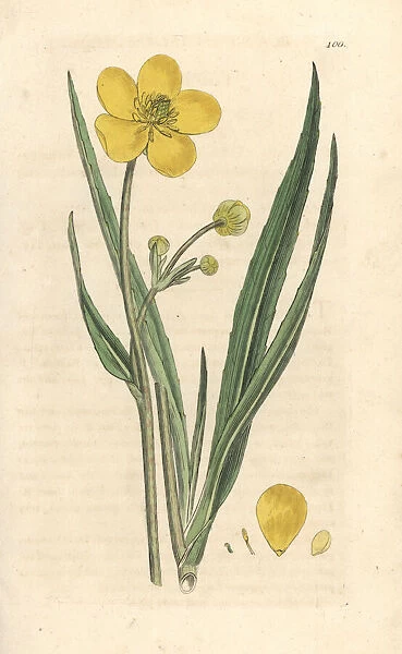 Great spearwort, Ranunculus lingua