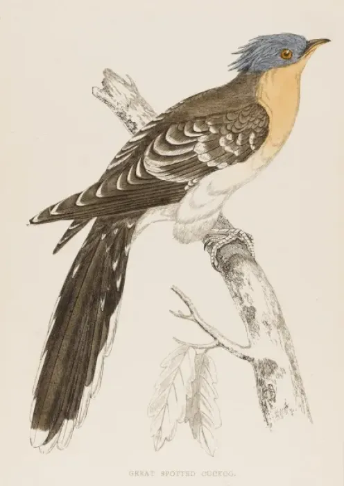 Framed Print : Great Spotted Cuckoo Framed Print : Great Spotted Cuckoo