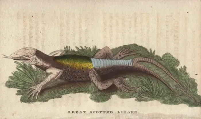 Framed Print : Great spotted lizard with a forked or double Framed Print : Great spotted lizard with a forked or double