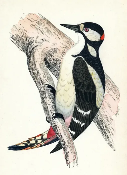 Framed Print : Great Spotted Woodpecker Framed Print : Great Spotted Woodpecker
