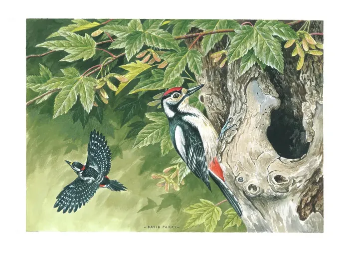 Framed Print : Great Spotted Woodpecker Framed Print : Great Spotted Woodpecker