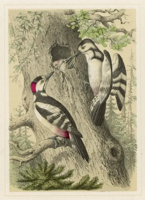 Framed Print : Great Spotted Woodpecker