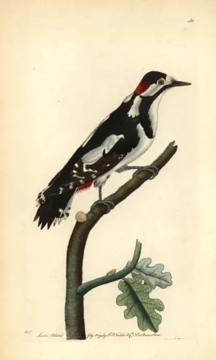 Framed Print : Great spotted woodpecker, Dendrocopos major Framed Print : Great spotted woodpecker, Dendrocopos major
