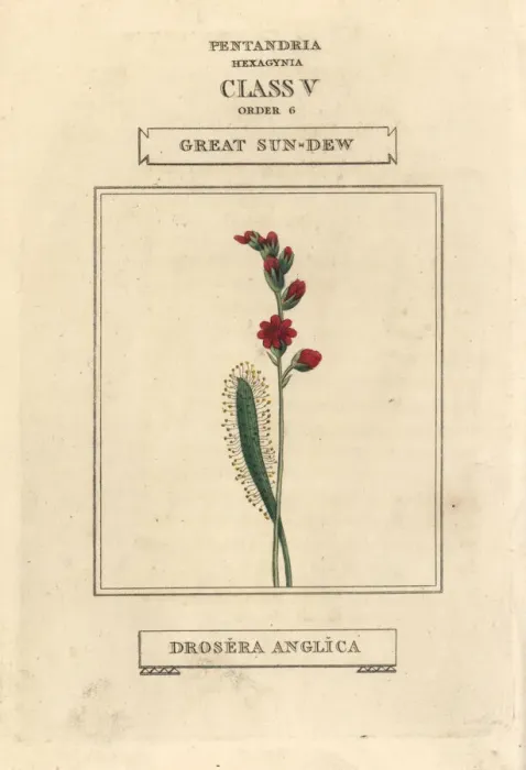 Framed Print : Great sun-dew, Drosera anglica Framed Print : Great sun-dew, Drosera anglica