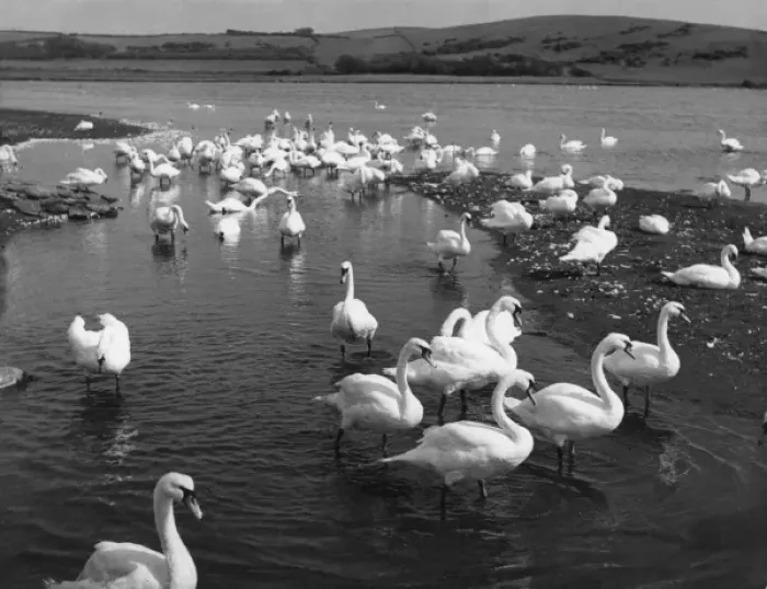 Framed Print : The Great Swannery Framed Print : The Great Swannery