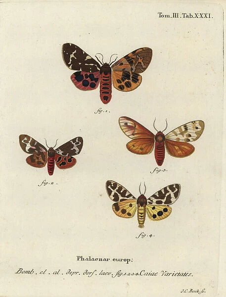 Great tiger moth varieties, Arctia caja
