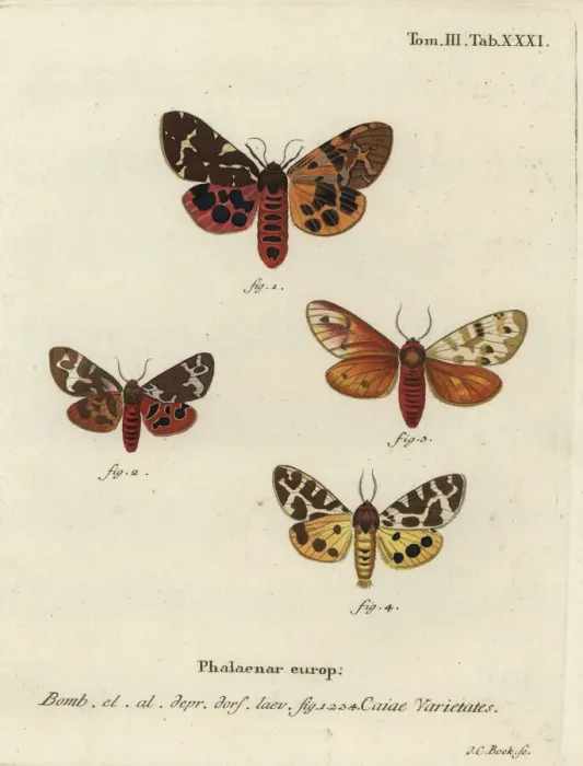 Framed Print : Great tiger moth varieties, Arctia caja Framed Print : Great tiger moth varieties, Arctia caja
