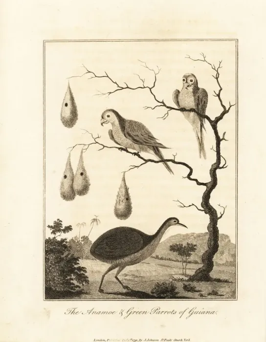 Framed Print : Great tinamou and orange-winged parrot Framed Print : Great tinamou and orange-winged parrot
